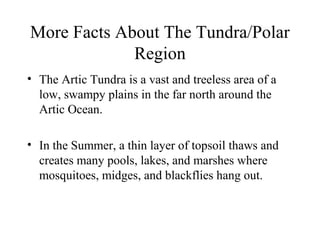 More Facts About The Tundra/Polar
Region
• The Artic Tundra is a vast and treeless area of a
low, swampy plains in the far north around the
Artic Ocean.
• In the Summer, a thin layer of topsoil thaws and
creates many pools, lakes, and marshes where
mosquitoes, midges, and blackflies hang out.
 