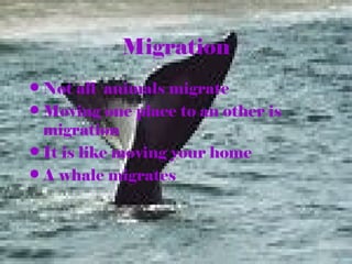 Migration
• Not all animals migrate
• Moving one place to an other is
migration
• It is like moving your home
• A whale migrates
 