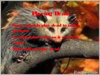 Playing Dead
• Some animals play dead to trick a
predator
• A animal does that so it won’t be
eaten
• Most rodents play dead
 