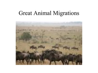 Great Animal Migrations
 