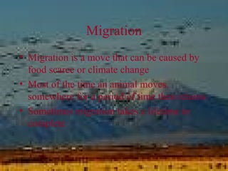 Migration
• Migration is a move that can be caused by
food scarce or climate change
• Most of the time an animal moves
somewhere for a period of time then returns
• Sometimes migration takes a lifetime to
complete
 