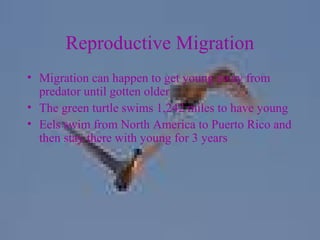 Reproductive Migration
• Migration can happen to get young away from
predator until gotten older
• The green turtle swims 1,242 miles to have young
• Eels swim from North America to Puerto Rico and
then stay there with young for 3 years
 