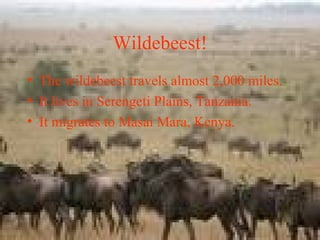 Wildebeest!
• The wildebeest travels almost 2,000 miles.
• It lives in Serengeti Plains, Tanzania.
• It migrates to Masai Mara, Kenya.
 