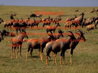 Wildebeest!
• 200,000 of the wildebeest die in the trip.
• There are 2 million wildebeest in a herd.
• The wildebeest leave because of the rain.
• The trip can take place for at least a couple
months.
 