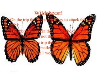 Wildebeest!
• On the trip the cheetah will try to attack the
baby.
• The mom will get in the way of the cheetah so
it will hit her and not the baby.
• On the migration trip they will eat the dead
animals that are smaller then them That have
been dead at least 1 week.
 