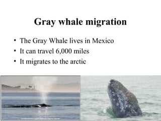 Gray whale migration
• The Gray Whale lives in Mexico
• It can travel 6,000 miles
• It migrates to the arctic
 
