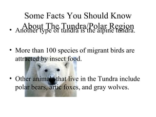 Some Facts You Should Know
About The Tundra/Polar Region• Another type of tundra is the alpine tundra.
• More than 100 species of migrant birds are
attracted by insect food.
• Other animals that live in the Tundra include
polar bears, artic foxes, and gray wolves.
 