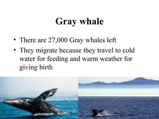 Gray whale
• There are 27,000 Gray whales left
• They migrate because they travel to cold
water for feeding and warm weather for
giving birth
 