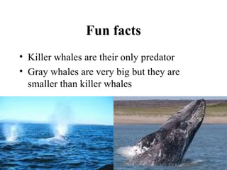 Fun facts
• Killer whales are their only predator
• Gray whales are very big but they are
smaller than killer whales
 