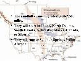 • The sandhill crane migrates1,200-2,500
miles.
• They will start in Idaho, North Dakota,
South Dakota, Nebraska, Alaska, Canada,
or Siberia.
• They migrate to Sulphur Springs Valley,
Arizona
 