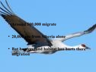 • Around 500,000 migrate
• 20,000 are from Siberia alone
• But hunters, and habitat loss hurts there
migration
 