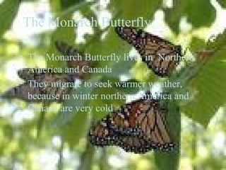 The Monarch Butterfly
• The Monarch Butterfly lives in Northern
America and Canada
• They migrate to seek warmer weather,
because in winter northern America and
Canada are very cold
 