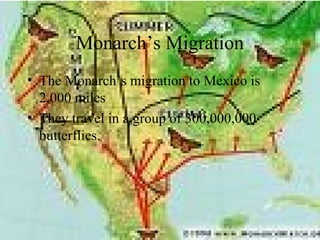 Monarch’s Migration
• The Monarch’s migration to Mexico is
2,000 miles
• They travel in a group of 300,000,000
butterflies.
 