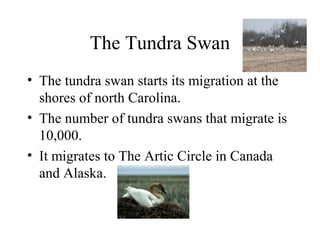 The Tundra Swan
• The tundra swan starts its migration at the
shores of north Carolina.
• The number of tundra swans that migrate is
10,000.
• It migrates to The Artic Circle in Canada
and Alaska.
 