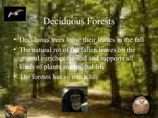 Deciduous Forests
• Deciduous trees loose their leaves in the fall
• The natural rot of the fallen leaves on the
ground enriches the soil and supports all
kinds of plants and animal life
• The forests has so much life
 