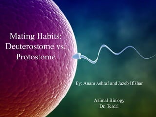 Mating Habits:
Deuterostome vs.
Protostome
By: Anam Ashraf and Jazeb Ifikhar
Animal Biology
Dr. Terdal
 