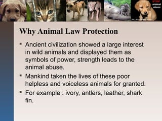 Why Animal Law Protection
 Ancient civilization showed a large interest
in wild animals and displayed them as
symbols of power, strength leads to the
animal abuse.
 Mankind taken the lives of these poor
helpless and voiceless animals for granted.
 For example : ivory, antlers, leather, shark
fin.
 
