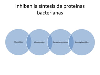 Inhiben la síntesis de proteínas
bacterianas

Macrolidos

Clindamicina

Estreptogramicinas

Aminoglucosidos

 