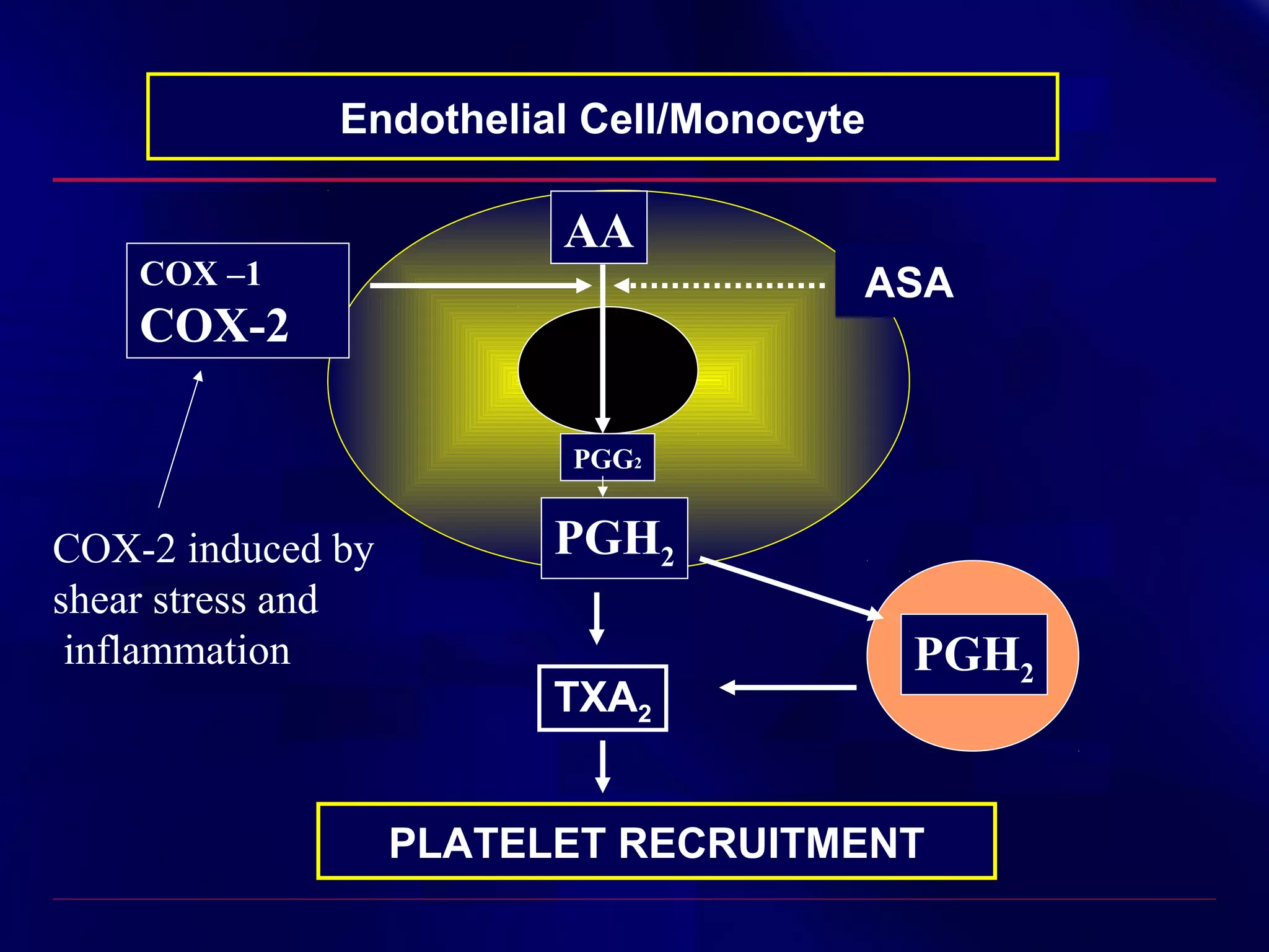 Endothelial Cell/Monocyte

COX –1

AA
ASA

COX-2
PGG2

COX-2 induced by
shear stress and
inflammation

PGH2
TXA2

PGH2

PLATELET RECRUITMENT

 