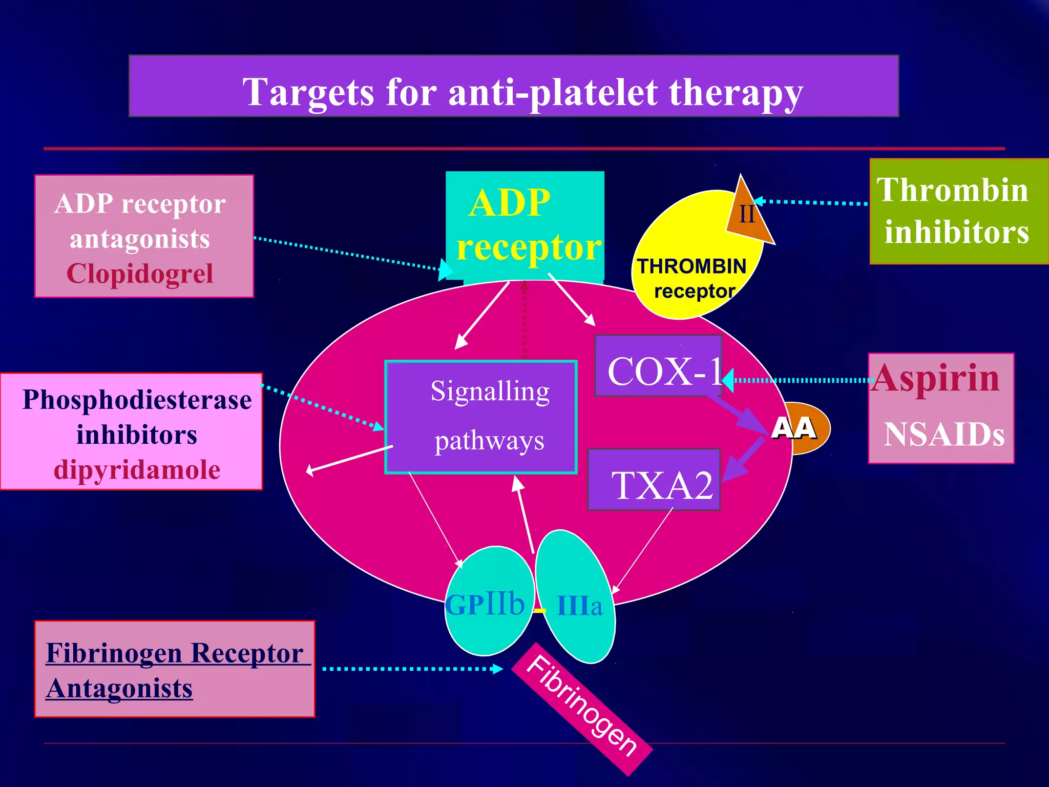 Targets for anti-platelet therapy
ADP receptor
antagonists
Clopidogrel

Phosphodiesterase
inhibitors
dipyridamole

ADP
receptor

II
THROMBIN
receptor

COX-1

Signalling

TXA2

Fi
br

Aspirin
AA

pathways

GPIIb - IIIa
Fibrinogen Receptor
Antagonists

Thrombin
inhibitors

in
o

ge

n

NSAIDs

 