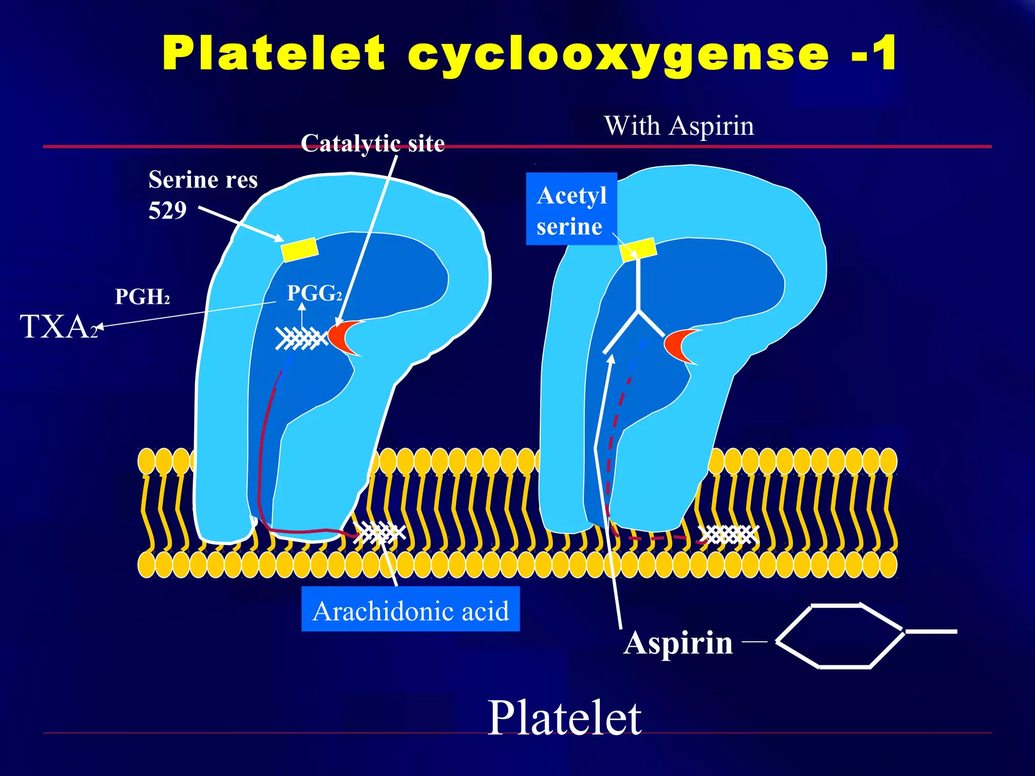 Platelet cyclooxygense -1
With Aspirin

Catalytic site
Serine res
529

TXA2

PGH2

Acetyl
serine
PGG2

Arachidonic acid

Aspirin

Platelet

 