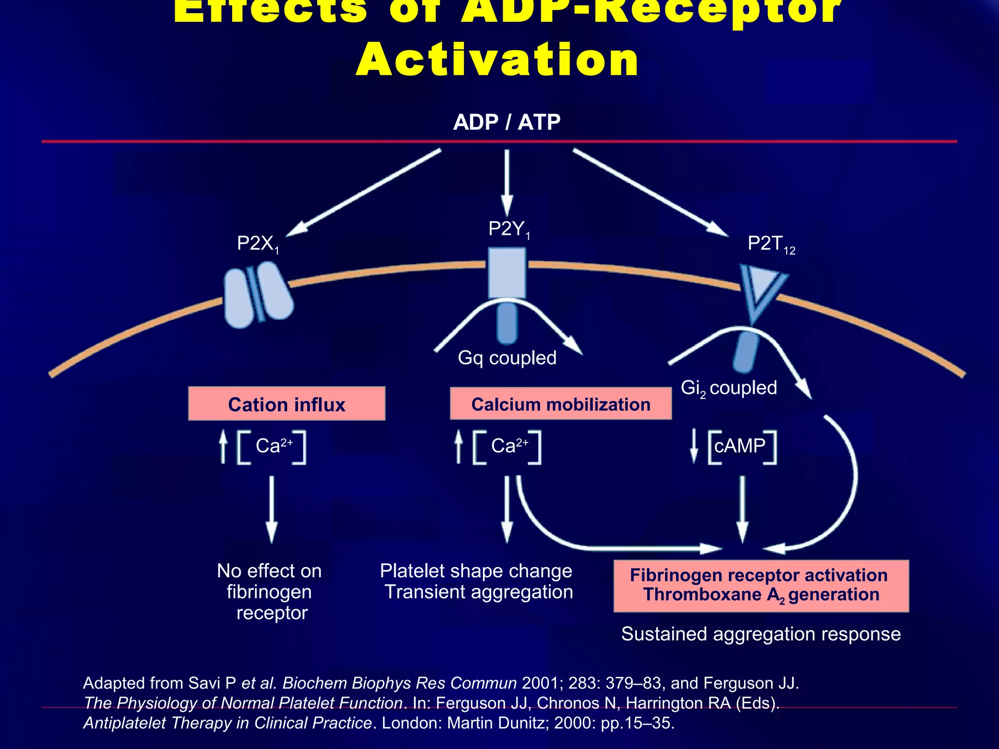 Effects of ADP-Receptor
Activation
ADP / ATP

P2X1

P2Y1

P2T12

Gq coupled
Cation influx
Ca2+

No effect on
fibrinogen
receptor

Calcium mobilization

Ca2+

Platelet shape change
Transient aggregation

Gi2 coupled
cAMP

Fibrinogen receptor activation
Thromboxane A2 generation

Sustained aggregation response

Adapted from Savi P et al. Biochem Biophys Res Commun 2001; 283: 379–83, and Ferguson JJ.
The Physiology of Normal Platelet Function. In: Ferguson JJ, Chronos N, Harrington RA (Eds).
Antiplatelet Therapy in Clinical Practice. London: Martin Dunitz; 2000: pp.15–35.

 