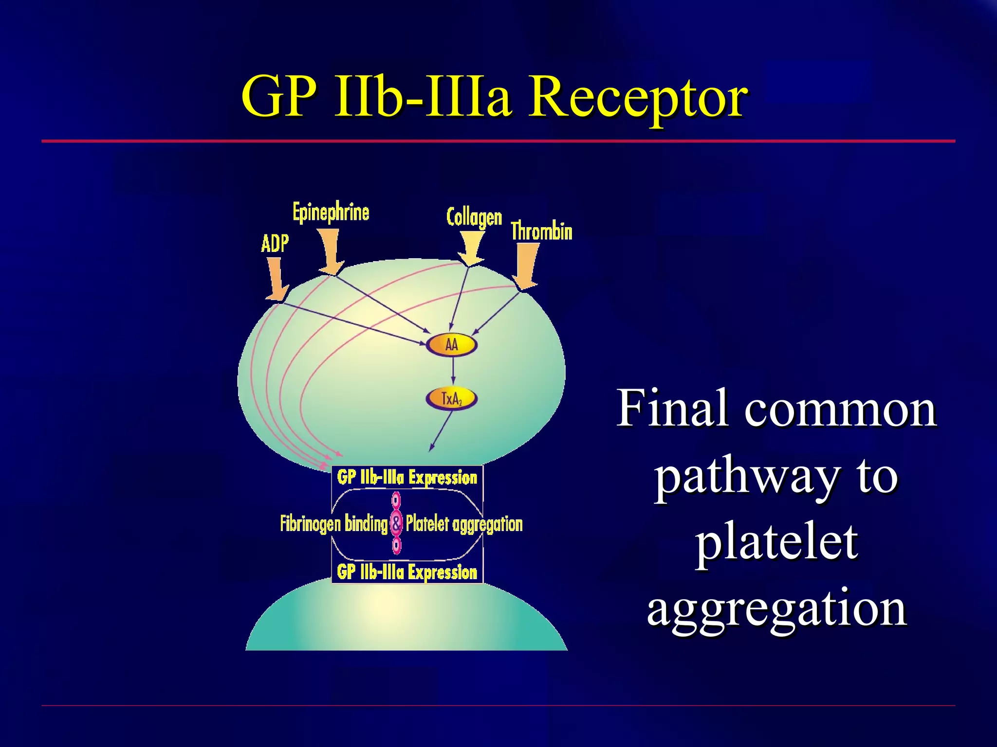 GP IIb-IIIa Receptor

Final common
pathway to
platelet
aggregation
White HD. Am J Cardiol. 1997; 80(4A):2B-10B.

 