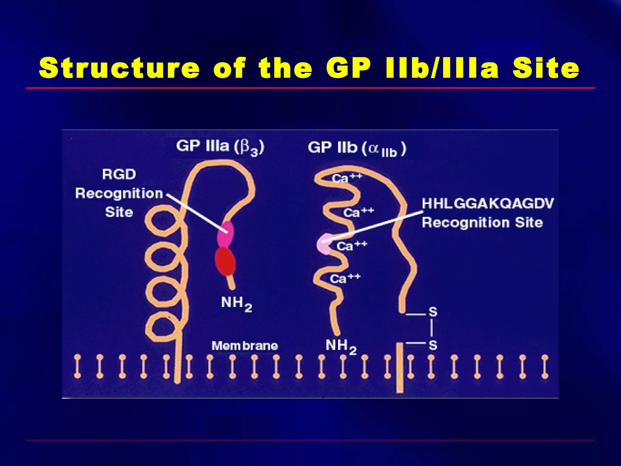 Structure of the GP IIb/IIIa Site

 