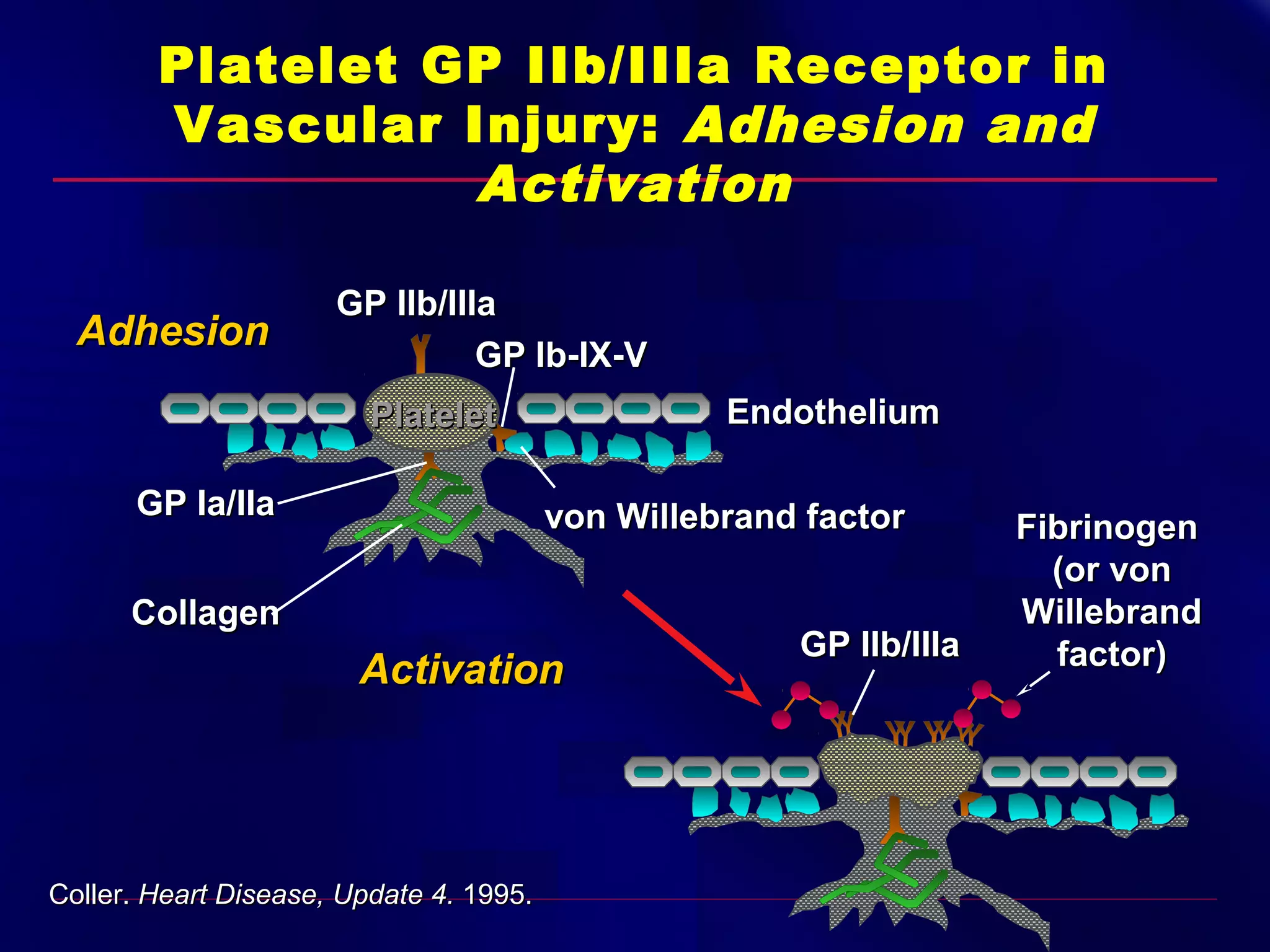Platelet GP IIb/IIIa Receptor in
Vascular Injury: Adhesion and
Activation
Adhesion

GP IIb/IIIa
GP Ib-IX-V
Endothelium

Platelet
GP Ia/IIa

von Willebrand factor

Collagen

Activation

Coller. Heart Disease, Update 4. 1995.

GP IIb/IIIa

Fibrinogen
(or von
Willebrand
factor)

 