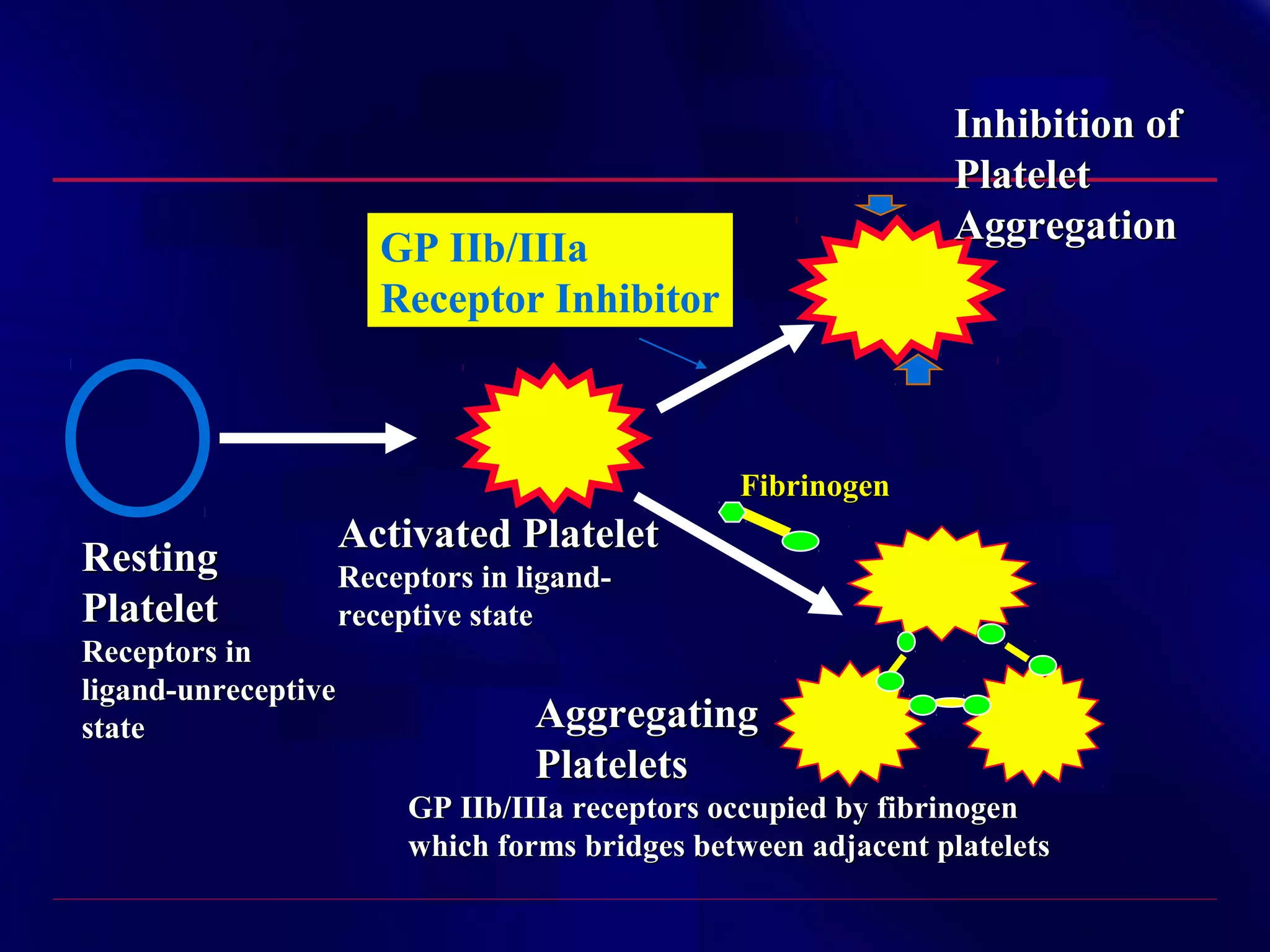 Inhibition of
Platelet
Aggregation

GP IIb/IIIa
Receptor Inhibitor

Fibrinogen

Resting
Platelet
Receptors in
ligand-unreceptive
state

Activated Platelet
Receptors in ligandreceptive state

Aggregating
Platelets
GP IIb/IIIa receptors occupied by fibrinogen
which forms bridges between adjacent platelets

 