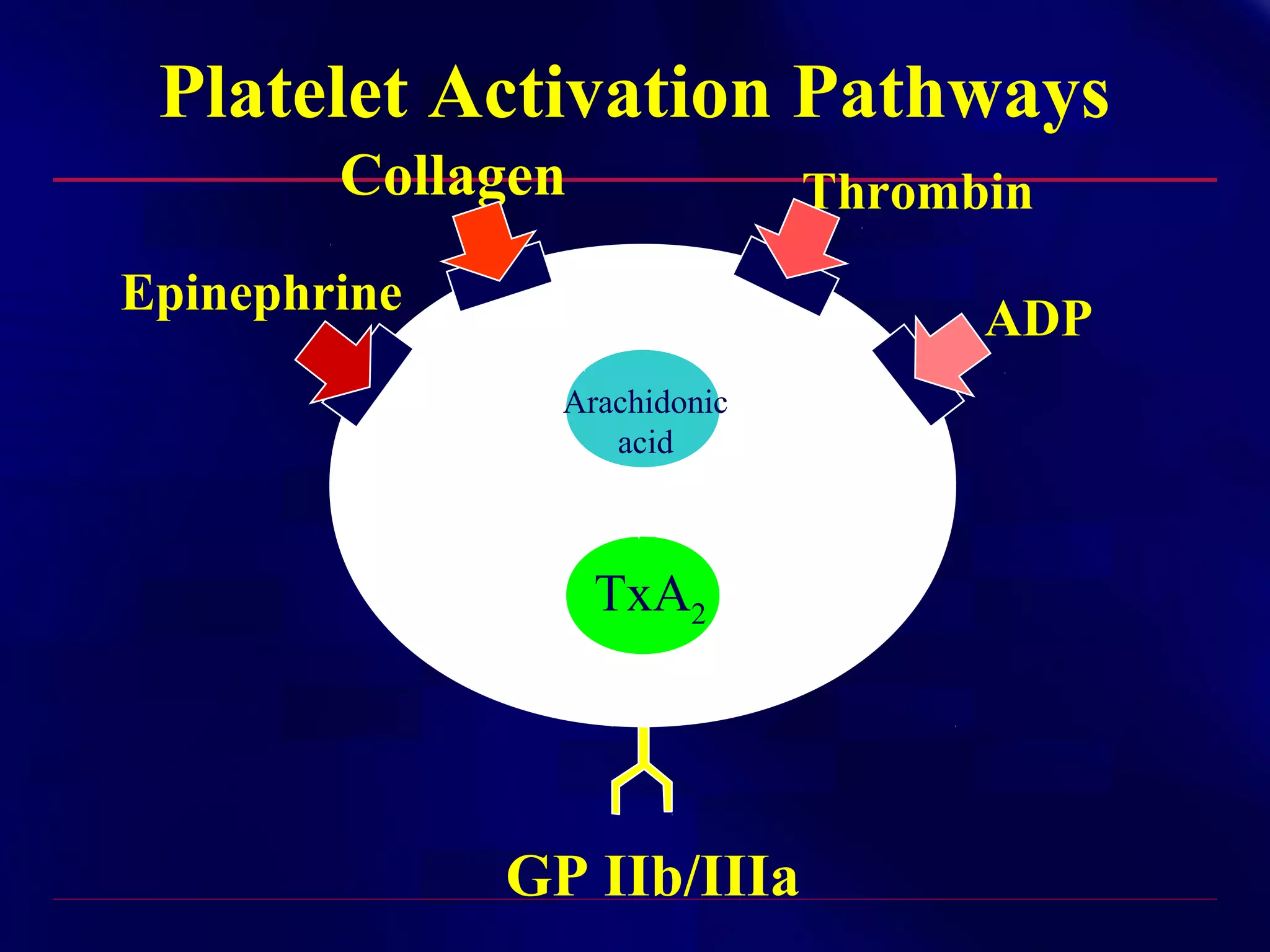 Platelet Activation Pathways
Collagen

Thrombin

Epinephrine

ADP
Arachidonic
acid

TxA2

GP IIb/IIIa

 