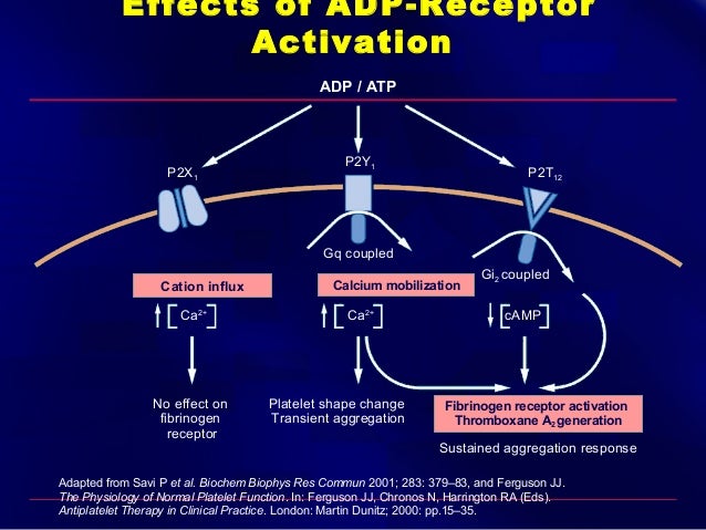 Ticlopidine Vs Clopidogrel