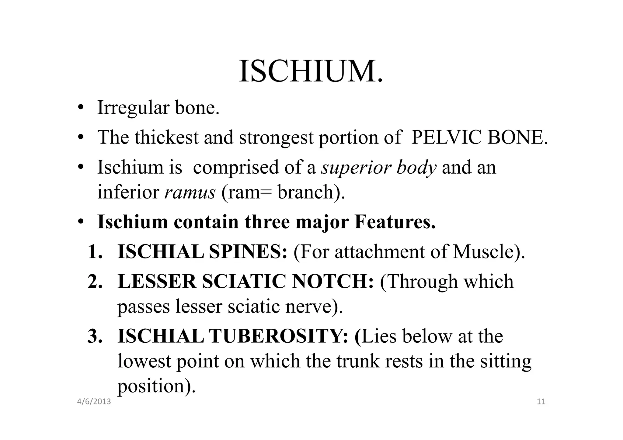 Final apendicular skeleton (lower limbs). | PDF