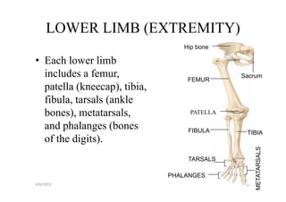 LOWER LIMB (EXTREMITY)
                                 Hip bone

• Each lower limb
  includes a femur,               FEMUR
                                             Sacrum
  patella (kneecap), tibia,
  fibula, tarsals (ankle
  bones), metatarsals,             PATELLA

  and phalanges (bones            FIBULA      TIBIA
  of the digits).




                                                   METATARSALS
                                  TARSALS

                              PHALANGES
4/6/2013                                      20
 