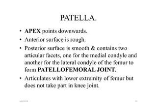 PATELLA.
• APEX points downwards.
• Anterior surface is rough.
• Posterior surface is smooth & contains two
  articular facets, one for the medial condyle and
  another for the lateral condyle of the femur to
  form PATELLOFEMORAL JOINT.
• Articulates with lower extremity of femur but
  does not take part in knee joint.

4/6/2013                                         32
 