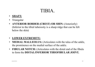 TIBIA.
• SHAFT:
• Triangular
• ANTERIOR BORDER (CREST) OR SHIN: (Anteriorly)
  (Inferior to the tibial tuberosity is a sharp ridge that can be felt
  below the skin)

• LOWER EXTREMITY:
• MEDIAL MALLEOLUS: (Articulates with the talus of the ankle,
  the prominence on the medial surface of the ankle.
• FIBULAR NOTCH: (Articulates with the distal end of the fibula
  to form the DISTAL/INFERIOR TIBIOFIBULAR JOINT.


  4/6/2013                                                               39
 