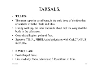 TARSALS.
• TALUS:
• The most superior tarsal bone, is the only bone of the foot that
  articulates with the fibula and tibia.
• During walking, the talus transmits about half the weight of the
  body to the calcaneus.
• Central and highest point of foot.
• Supports TIBIA , FIBULA and articulates with CALCANEUS
  inferiorly.

• NAVICULAR:
• Boat-Shaped Bone.
• Lies medially, Talus behind and 3 Cuneiform in front.
4/6/2013                                                        50
 