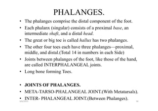 PHALANGES.
• The phalanges comprise the distal component of the foot.
• Each phalanx (singular) consists of a proximal base, an
  intermediate shaft, and a distal head.
• The great or big toe is called hallux has two phalanges.
• The other four toes each have three phalanges—proximal,
  middle, and distal.(Total 14 in numbers in each Side)
• Joints between phalanges of the foot, like those of the hand,
  are called INTERPHALANGEAL joints.
• Long bone forming Toes.

• JOINTS OF PHALANGES.
• META-TARSO-PHALANGEAL JOINT.(With Metatarsals).
• INTER- PHALANGEAL JOINT.(Between Phalanges).
4/6/2013                                       56
 