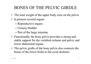 BONES OF THE PELVIC GIRDLE
• The total weight of the upper body rests on the pelvis.
• It protects several organs
   – Reproductive organs
   – Urinary bladder
   – Part of the large intestine
• Functionally, the bony pelvis provides a strong and
  stable support for the vertebral column and pelvic and
  lower abdominal organs.
• The pelvic girdle of the bony pelvis also connects the
  bones of the lower limbs to the axial skeleton.
4/6/2013                                                6
 