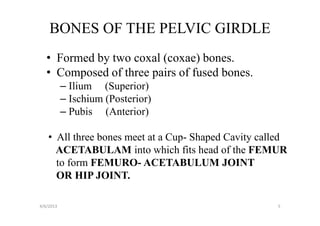 Final apendicular skeleton (lower limbs). | PPT