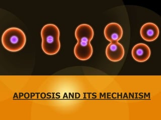 APOPTOSIS AND ITS MECHANISM
 