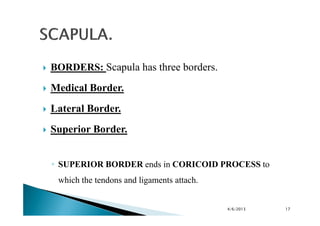 Final appendicular skeleton(upper limbs). | PDF