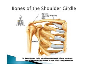 Upper Extremity Bones Unlabeled