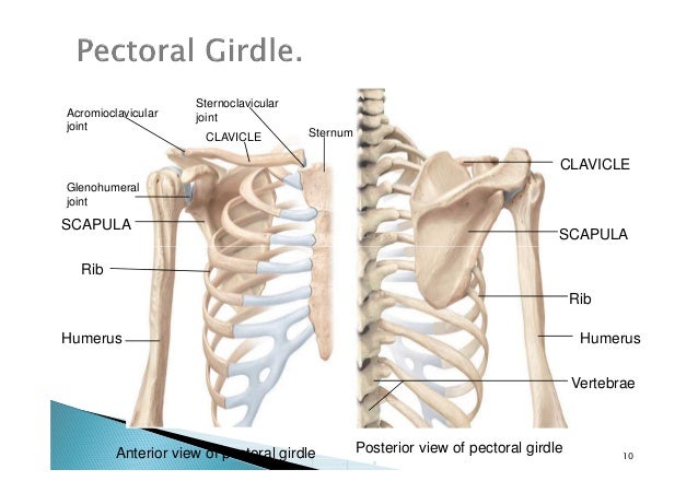 final appendicular skeleton upper limbs
