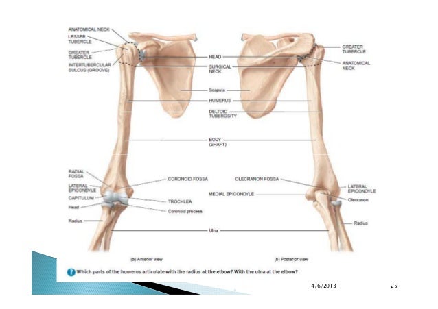 final appendicular skeleton upper limbs