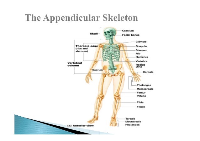 final appendicular skeleton upper limbs