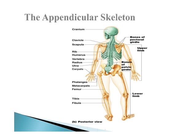 final appendicular skeleton upper limbs