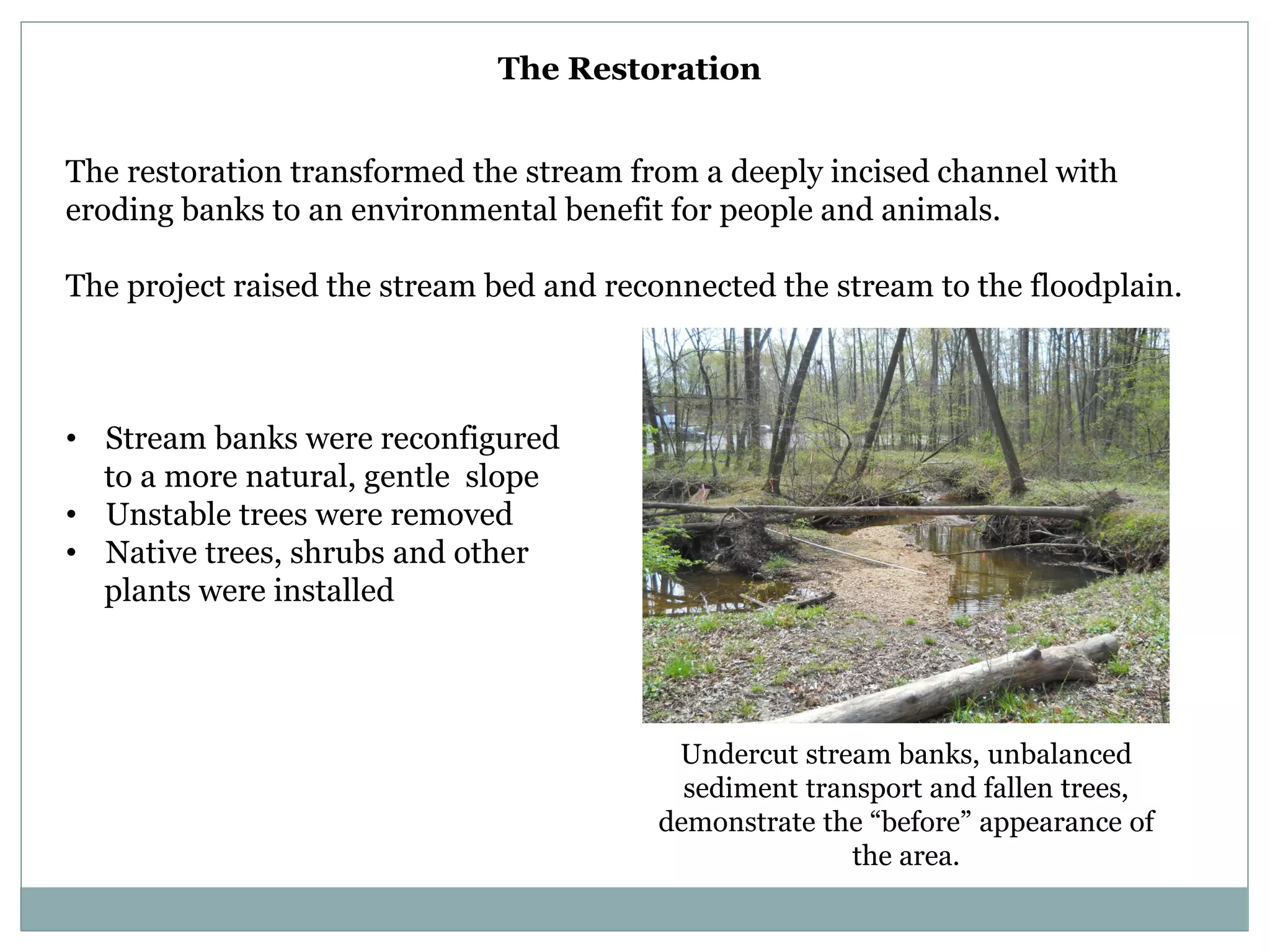 The Restoration
The restoration transformed the stream from a deeply incised channel with
eroding banks to an environmental benefit for people and animals.
The project raised the stream bed and reconnected the stream to the floodplain.

• Stream banks were reconfigured
to a more natural, gentle slope
• Unstable trees were removed
• Native trees, shrubs and other
plants were installed

Undercut stream banks, unbalanced
sediment transport and fallen trees,
demonstrate the “before” appearance of
the area.

 