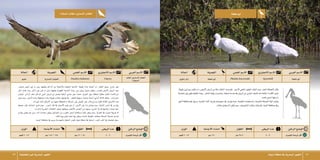  الطيور البحرية في منطقة تبوك