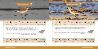  الطيور البحرية في منطقة تبوك